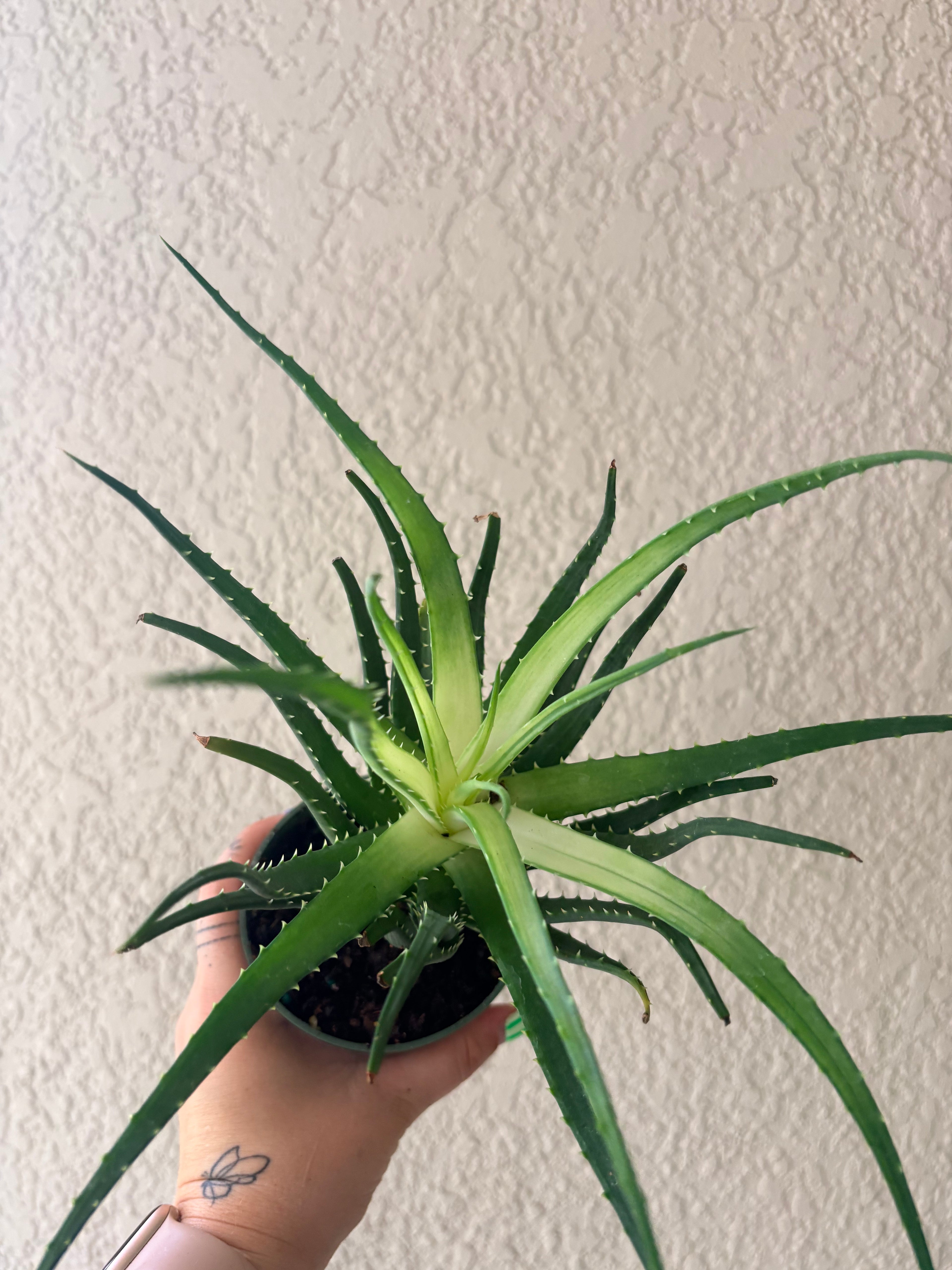 Aloe 'Solar Flare' 4"