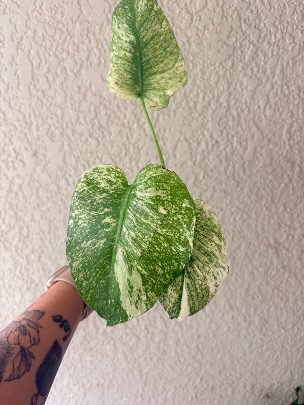 Monstera Mint 4"