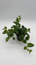 Aeschynanthus Lipstick Plant 'Mona Lisa'