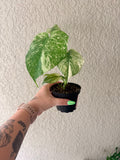 Monstera Mint 4"