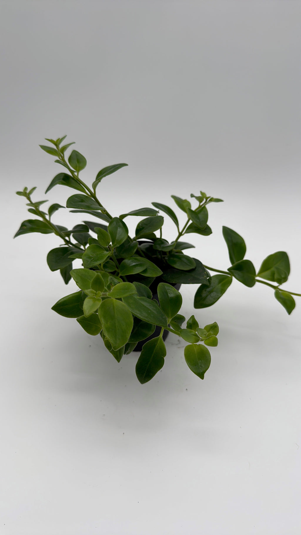 Aeschynanthus Lipstick Plant 'Mona Lisa'