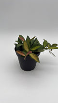Variegated Hoya Burtoniae