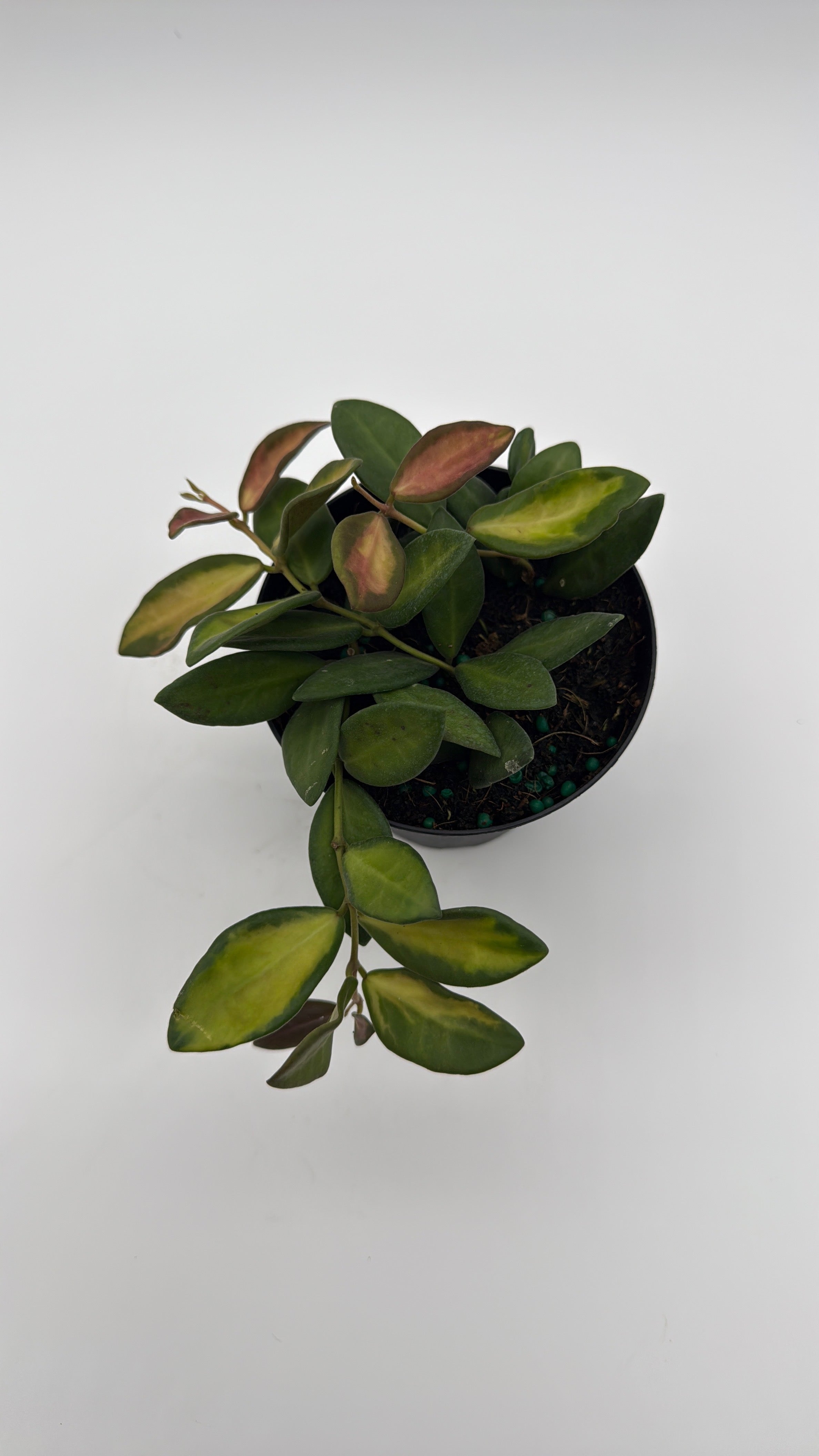 Variegated Hoya Burtoniae