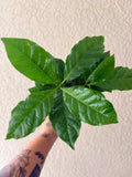 Arabica Coffee