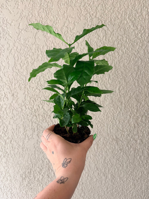 Arabica Coffee