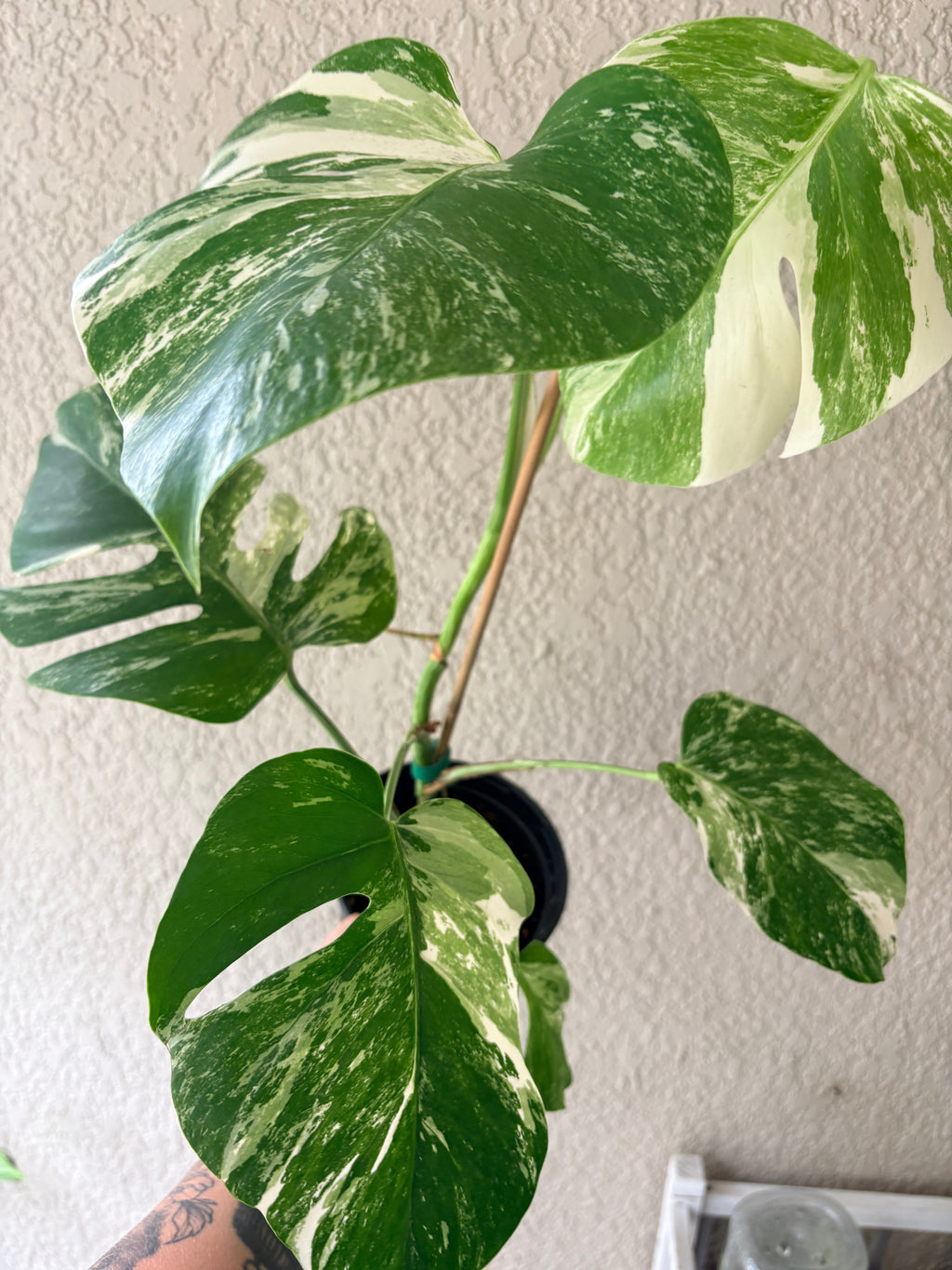 Monstera Albo