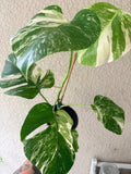 Monstera Albo