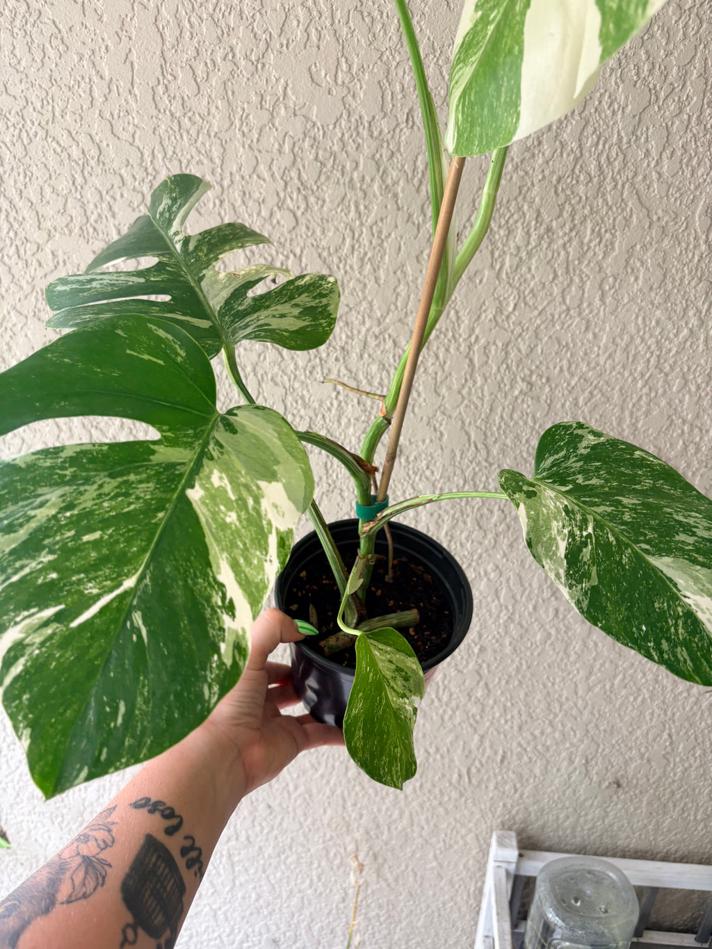 Monstera Albo