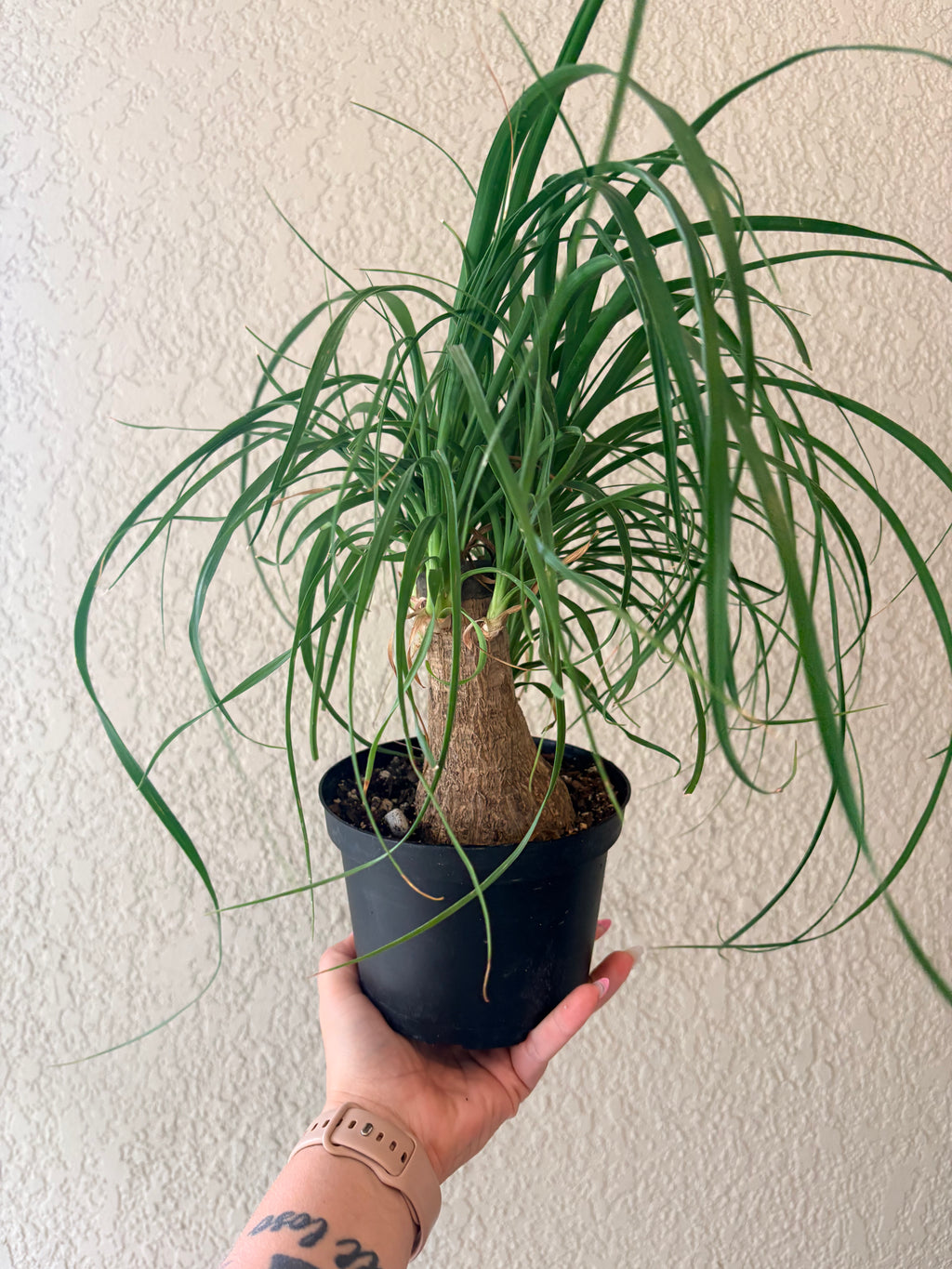 Ponytail Palm