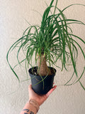 Ponytail Palm