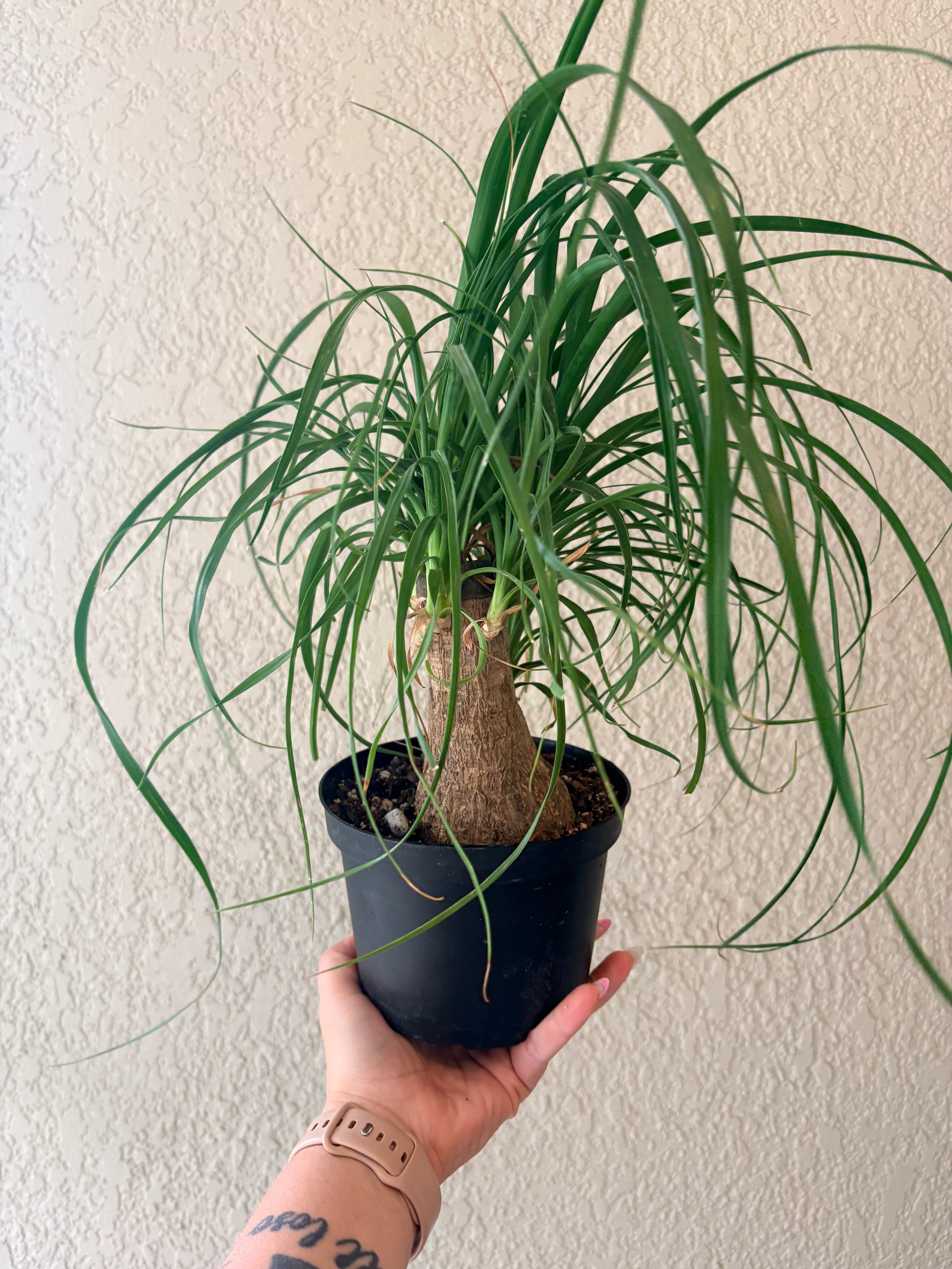 Ponytail Palm