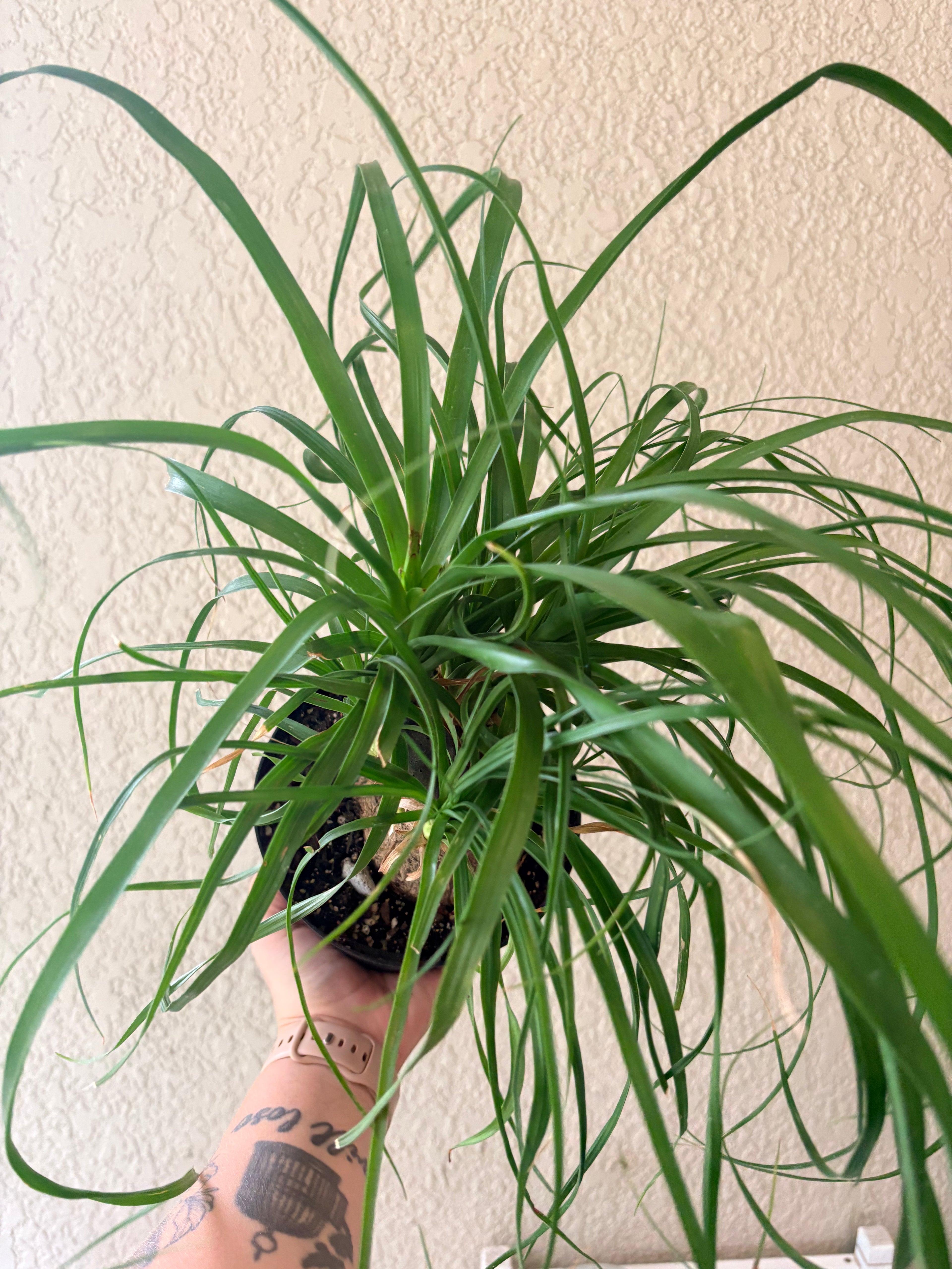 Ponytail Palm