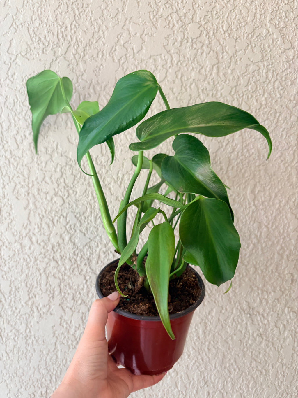 Monstera Burle Marx Flame