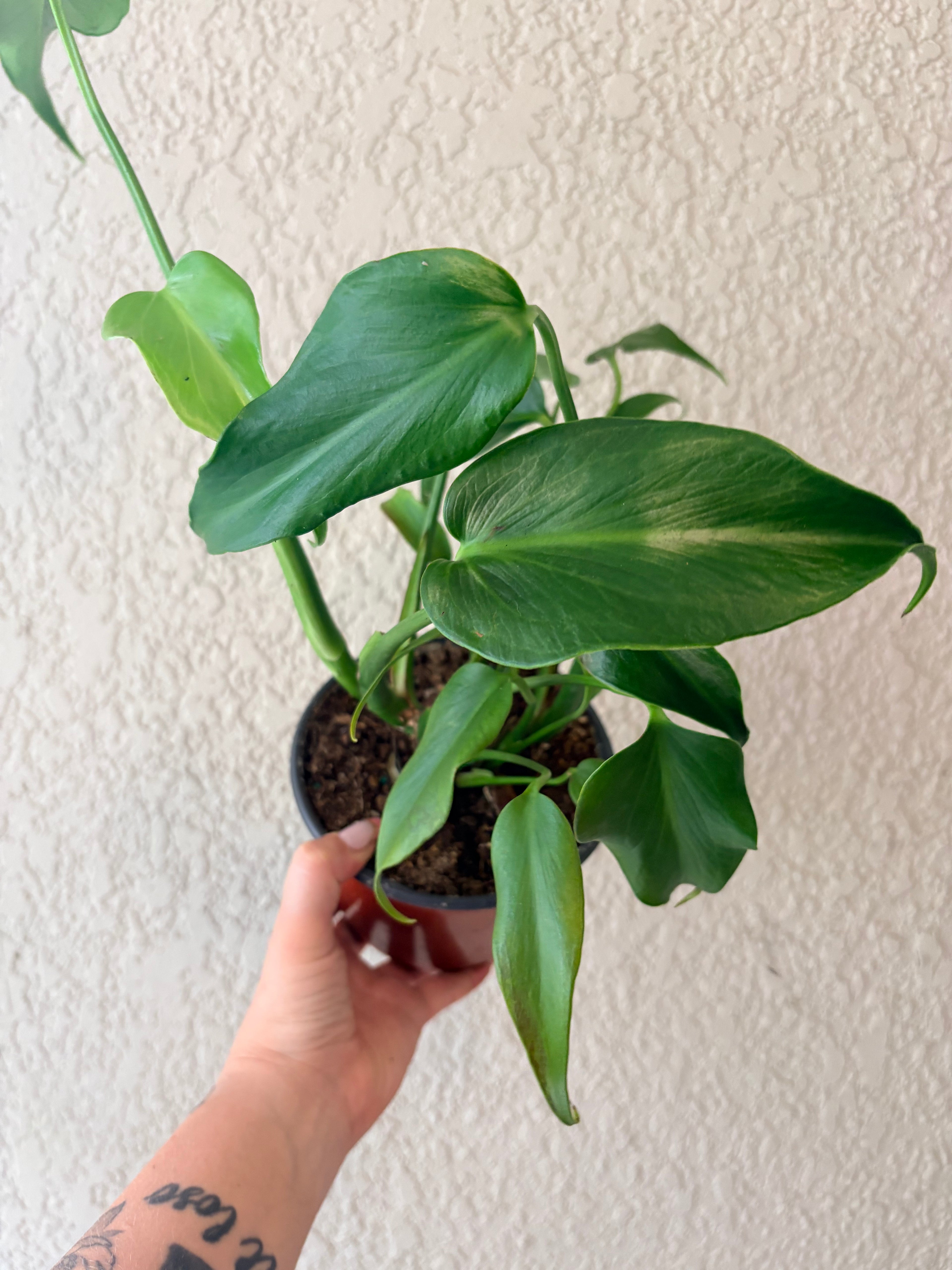 Monstera Burle Marx Flame