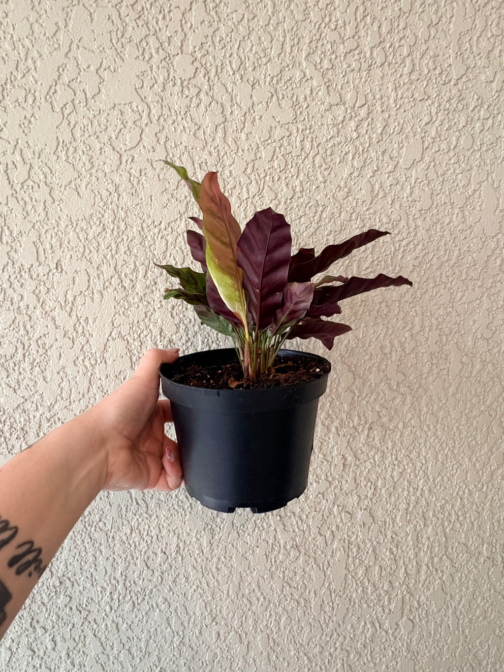 Calathea "Rattlesnake"