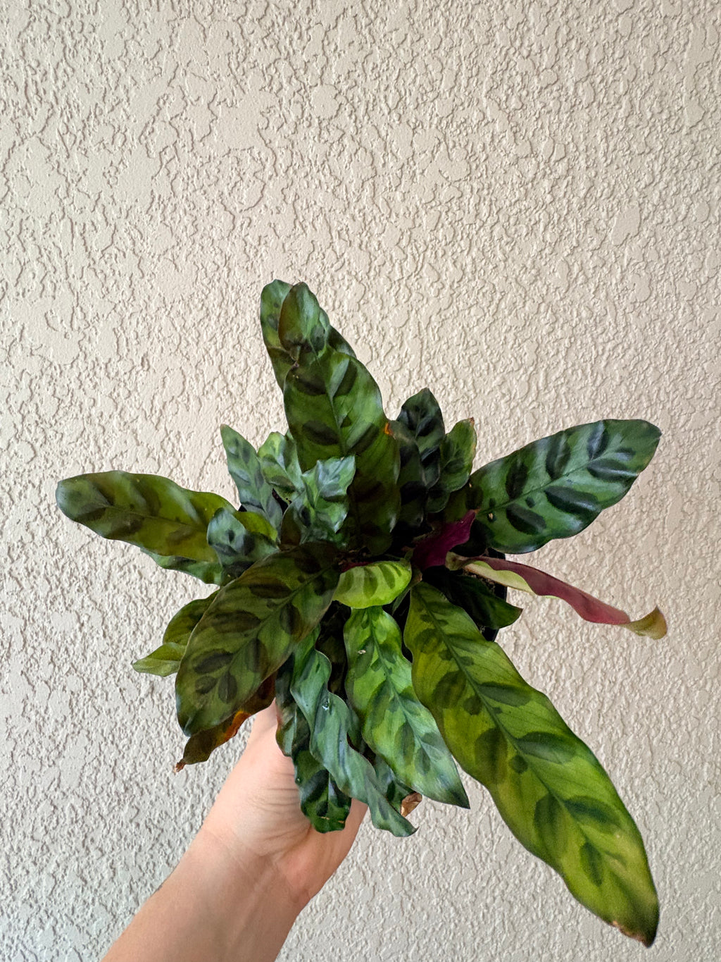 Calathea "Rattlesnake"