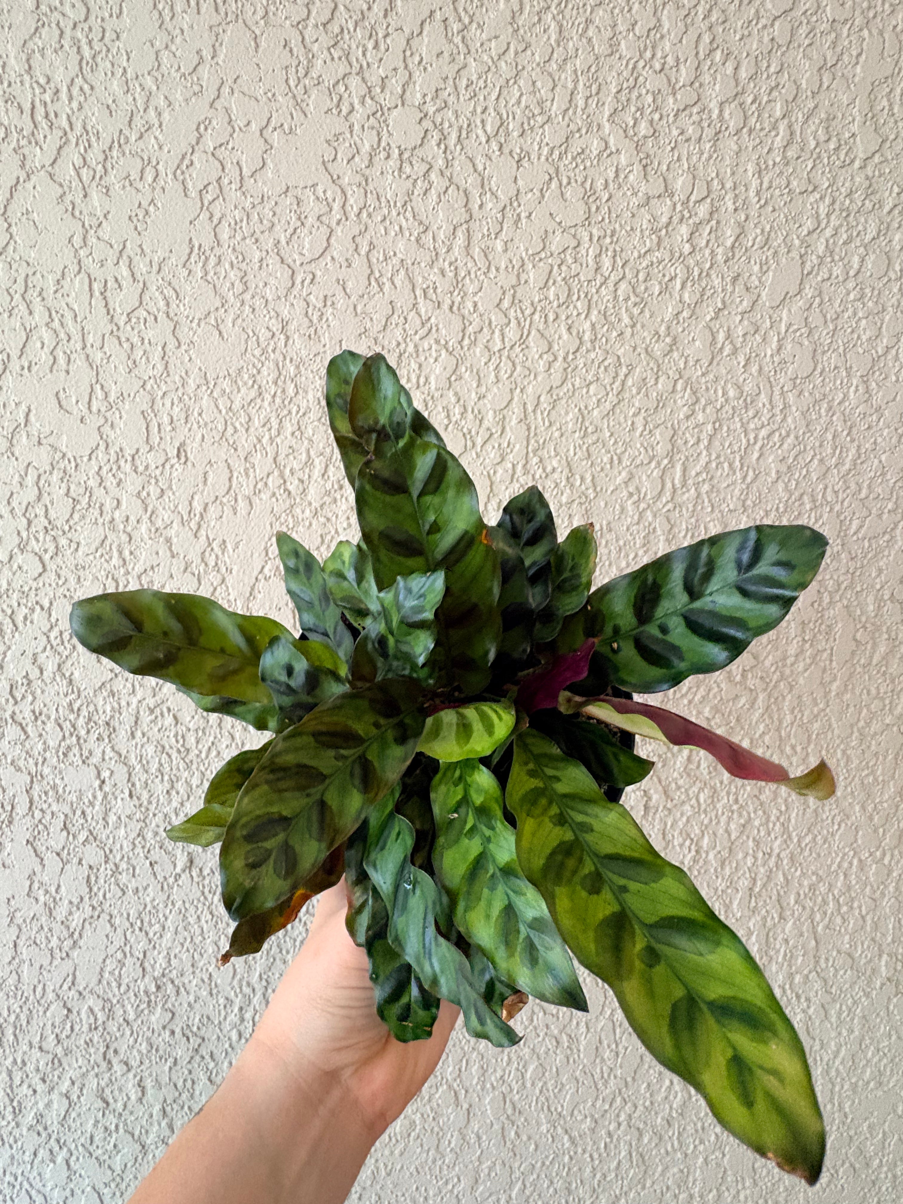 Calathea "Rattlesnake"