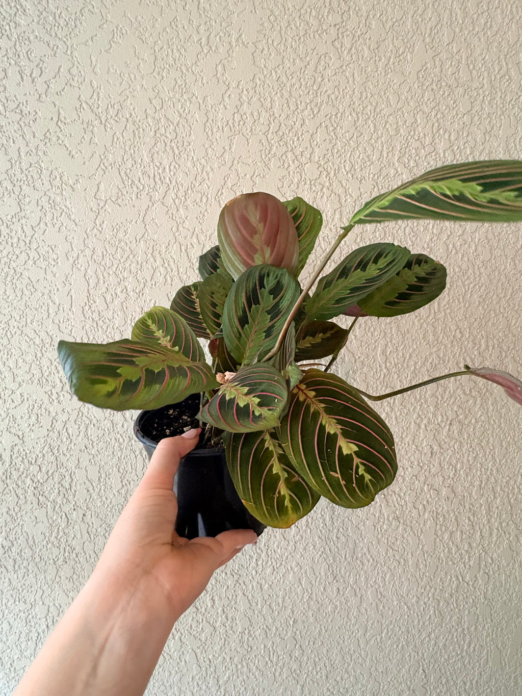 Maranta 'Red Prayer'