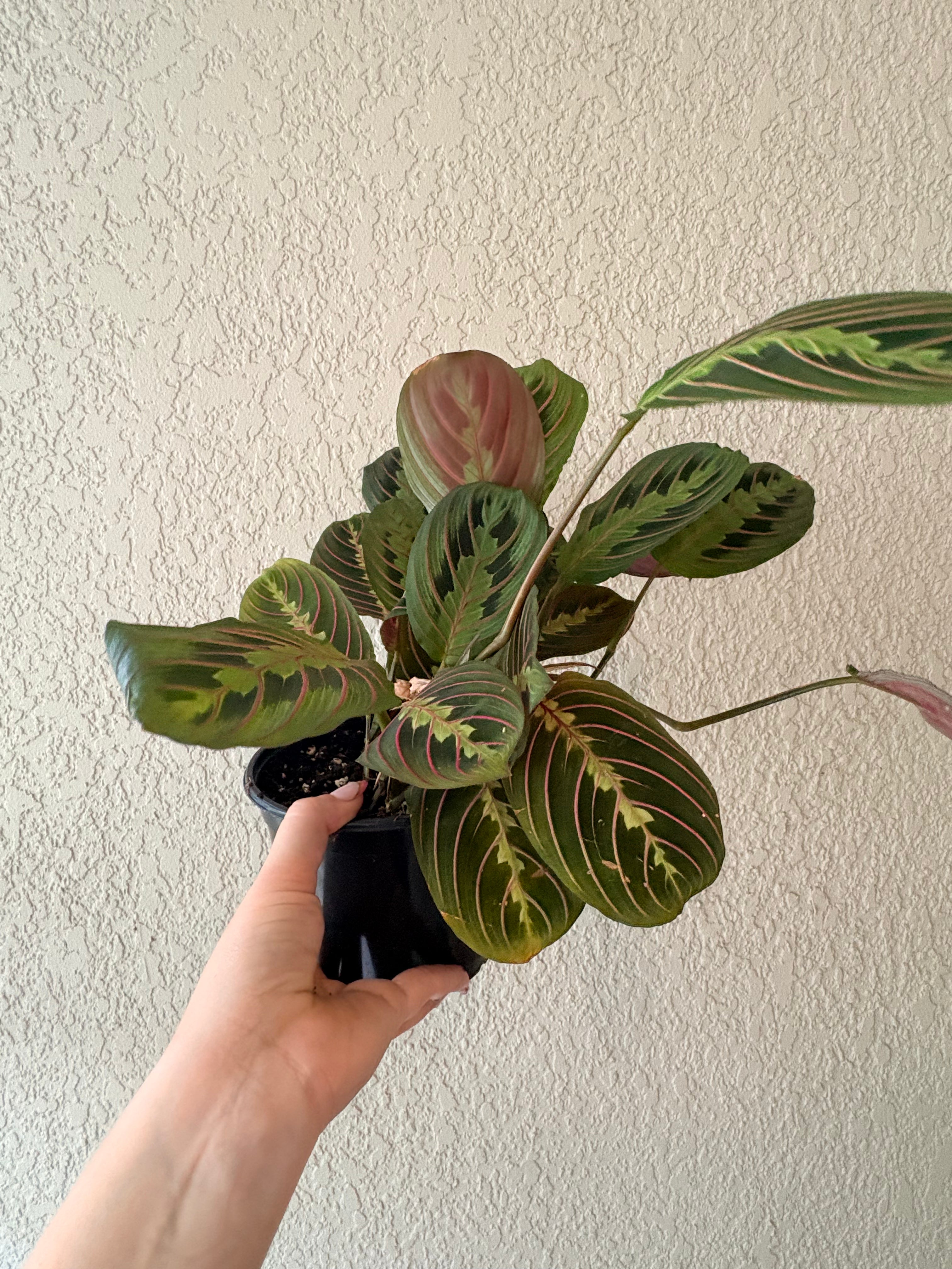 Maranta 'Red Prayer'