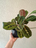 Maranta 'Red Prayer'