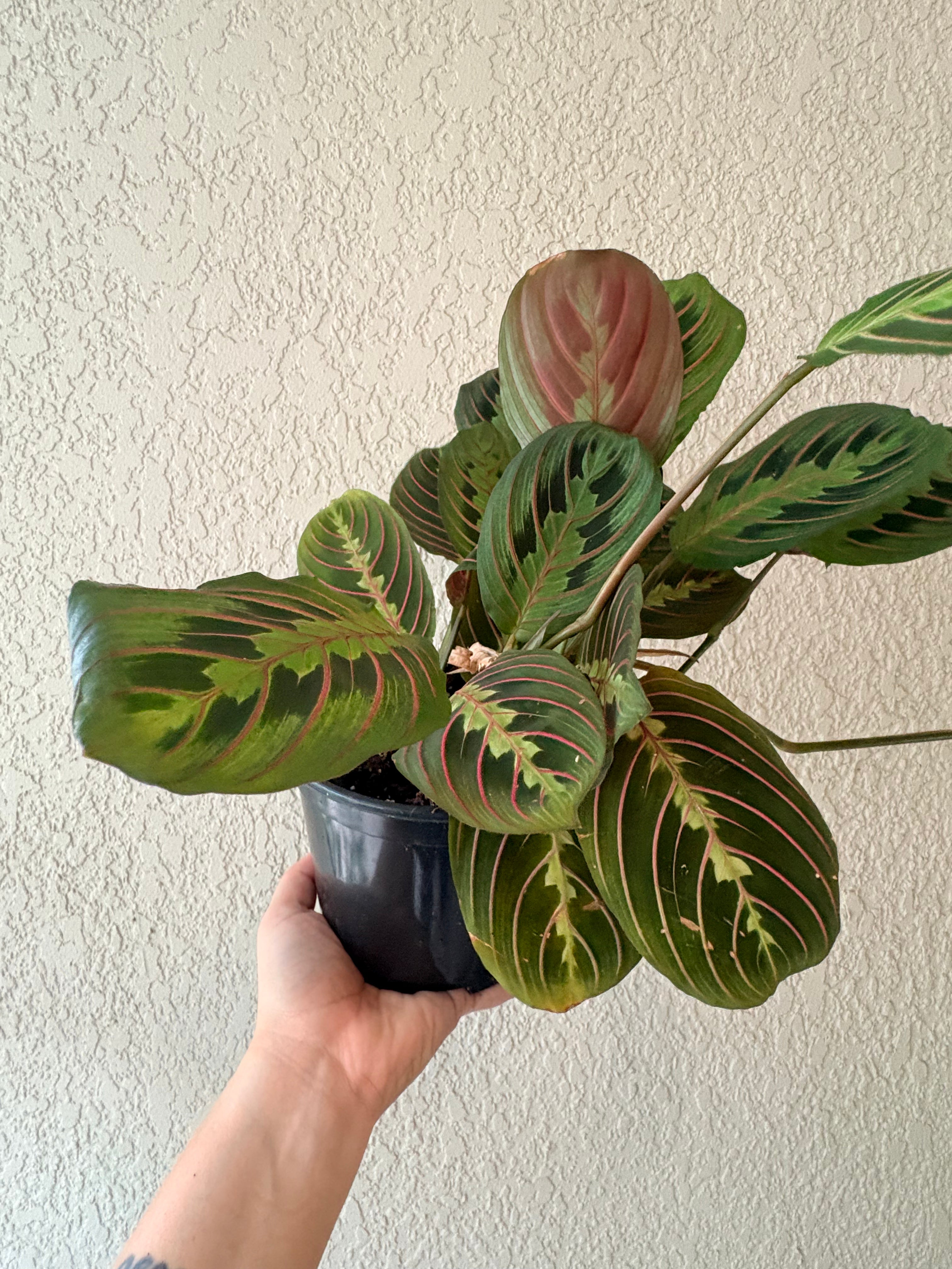 Maranta 'Red Prayer'
