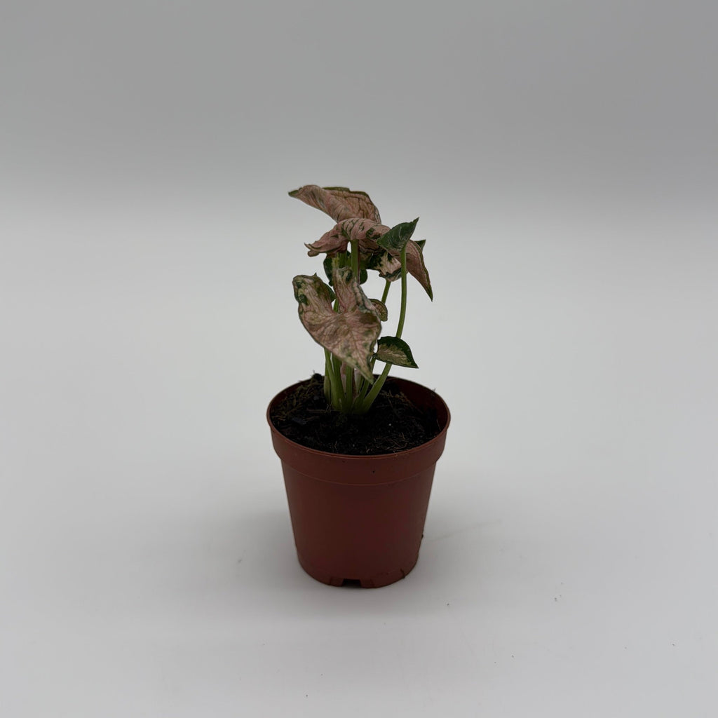 Syngonium Pink Godzilla Variegated