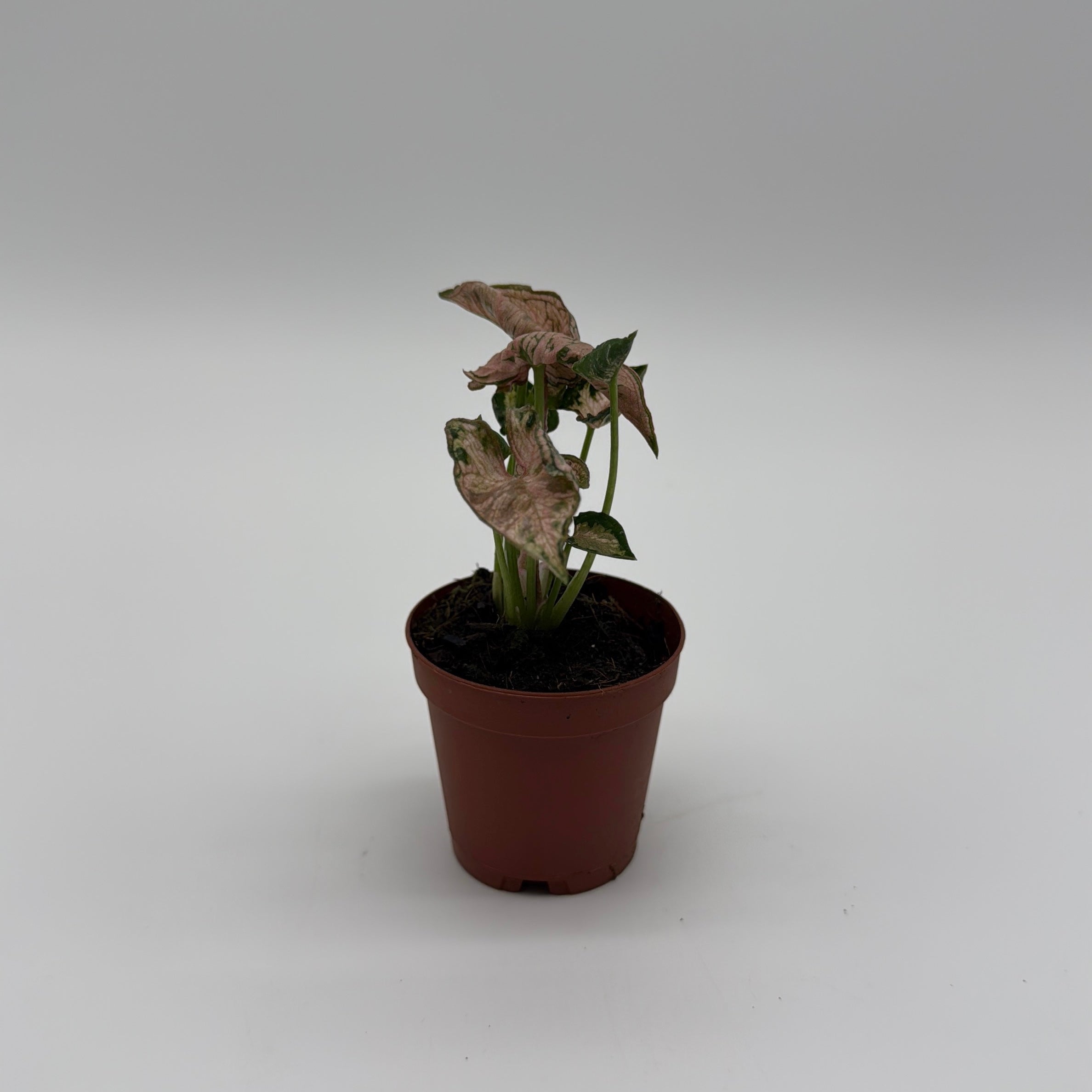 Syngonium Pink Godzilla Variegated
