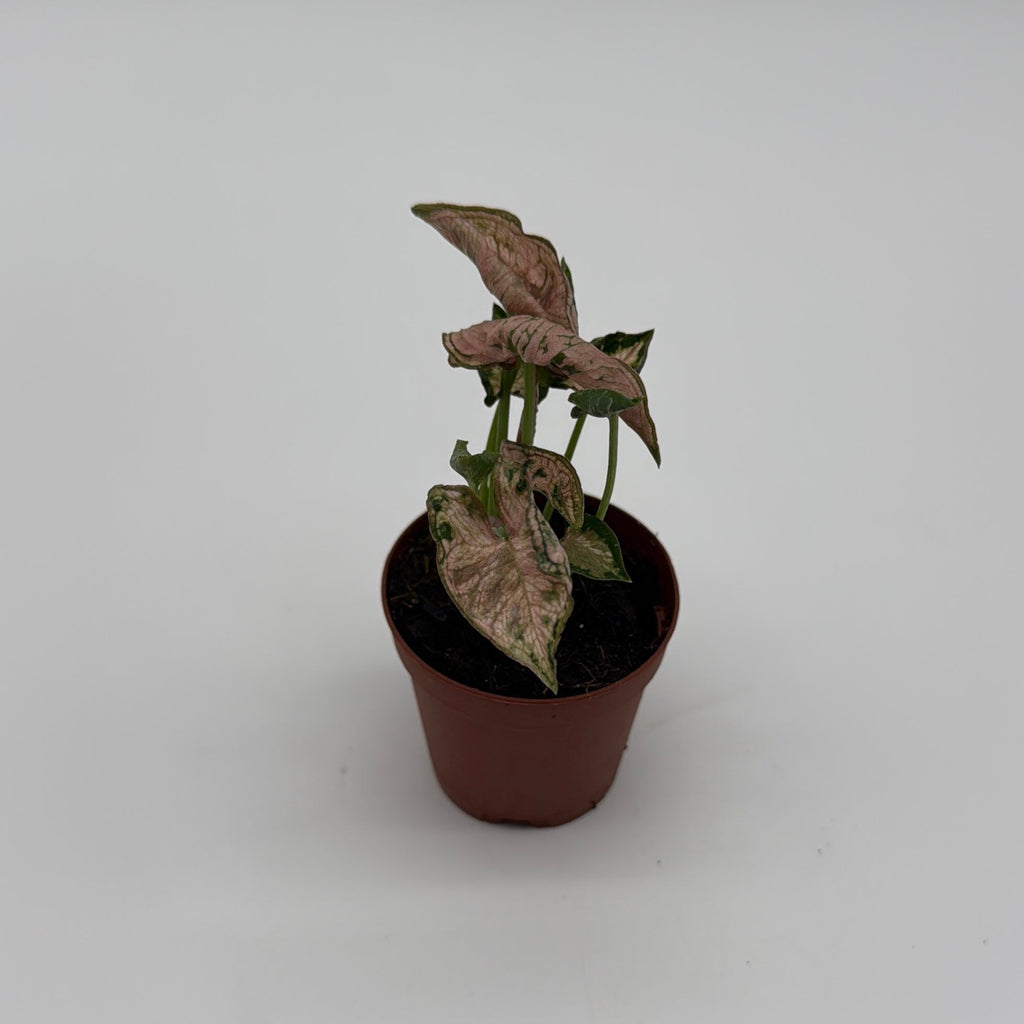 Syngonium Pink Godzilla Variegated