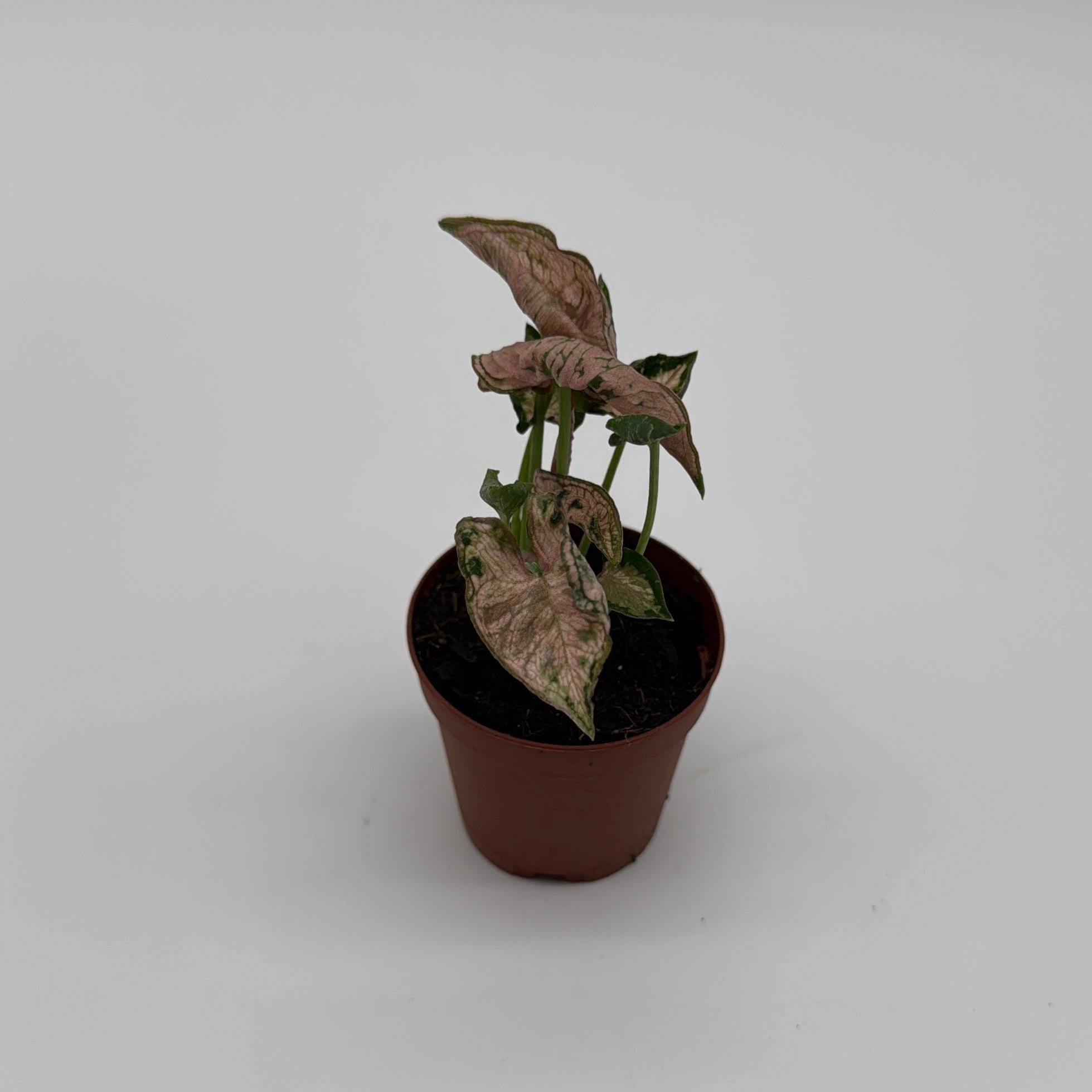Syngonium Pink Godzilla Variegated