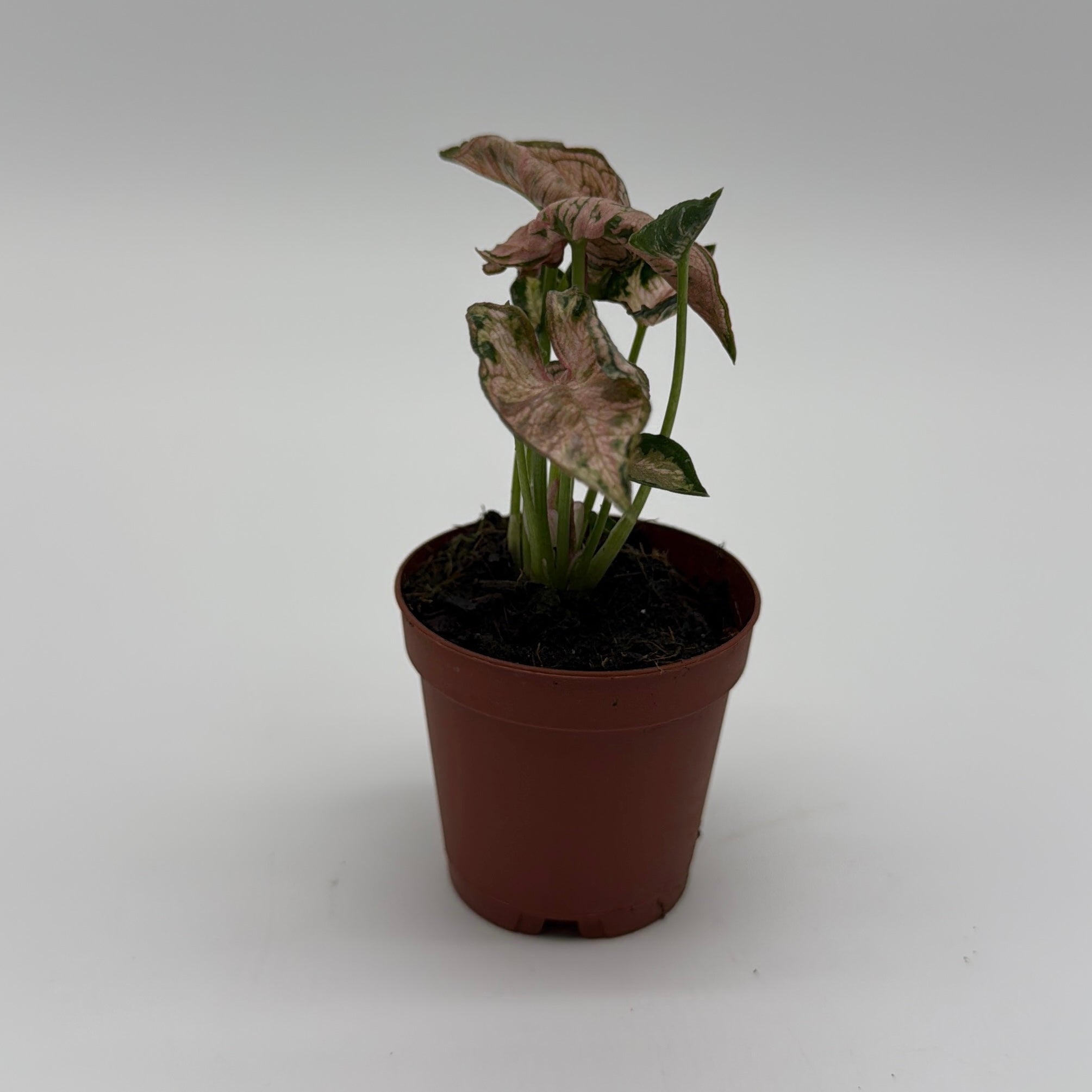 Syngonium Pink Godzilla Variegated