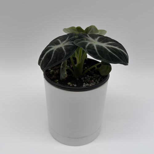 Alocasia Ninja