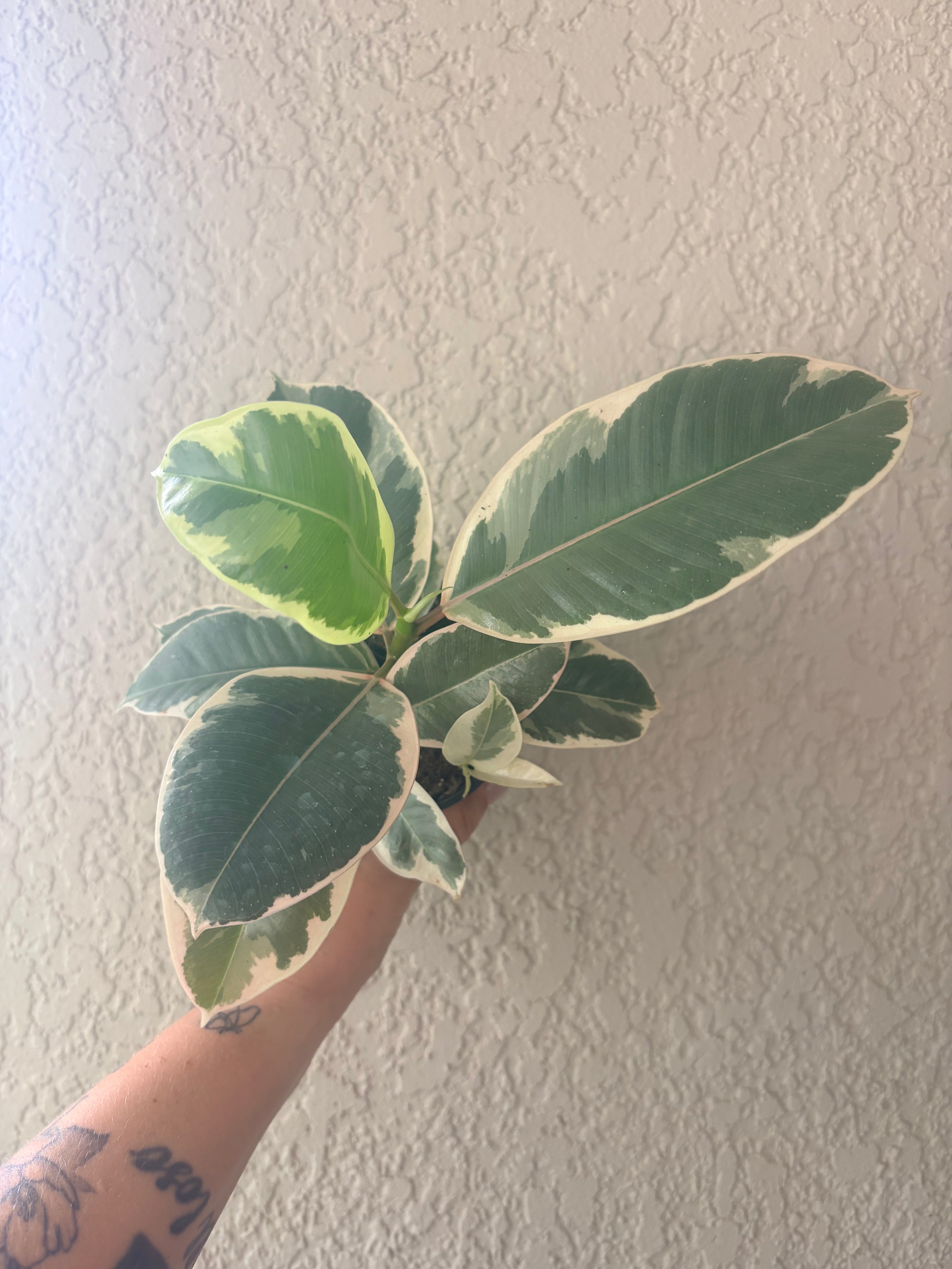Tineke Variegated Rubber Tree