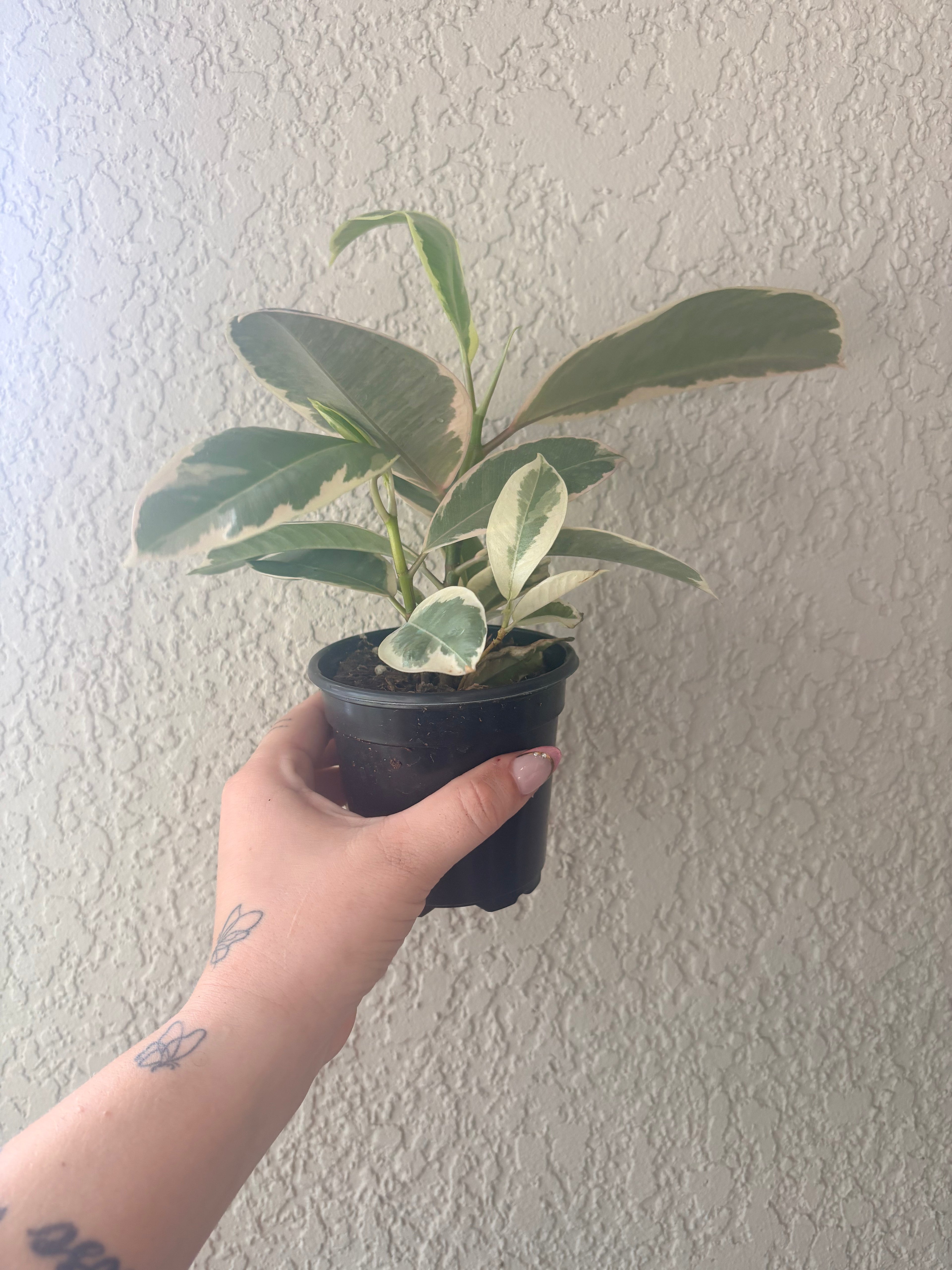 Tineke Variegated Rubber Tree