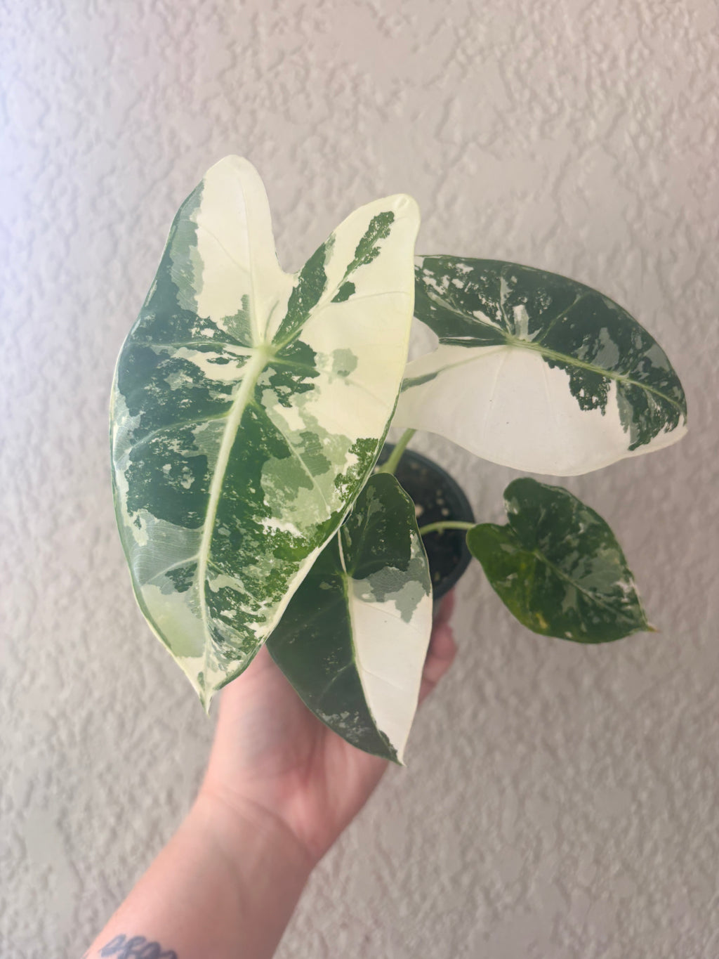 Alocasia Frydek Variegated