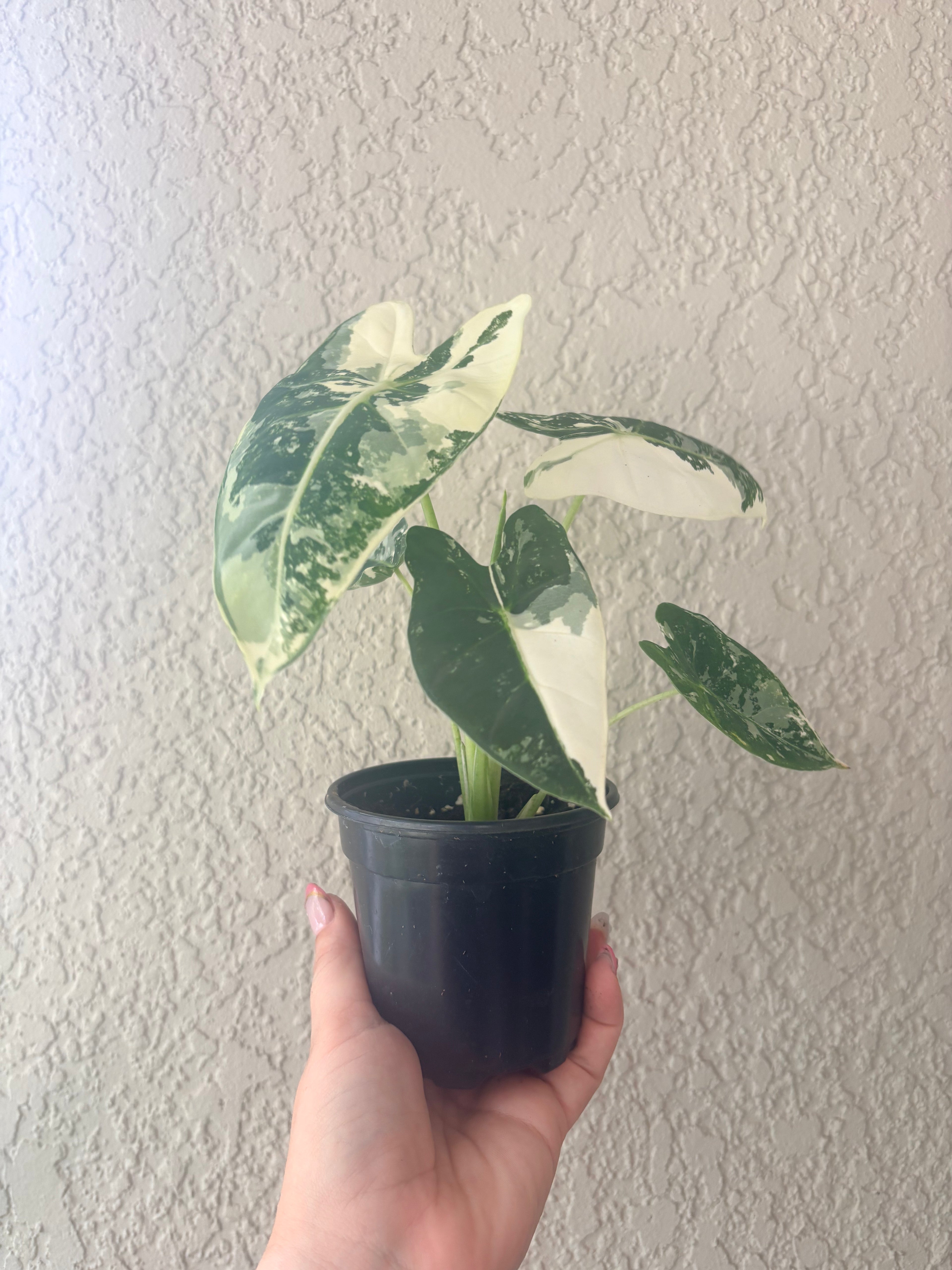 Alocasia Frydek Variegated