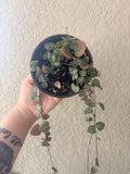 String of Hearts