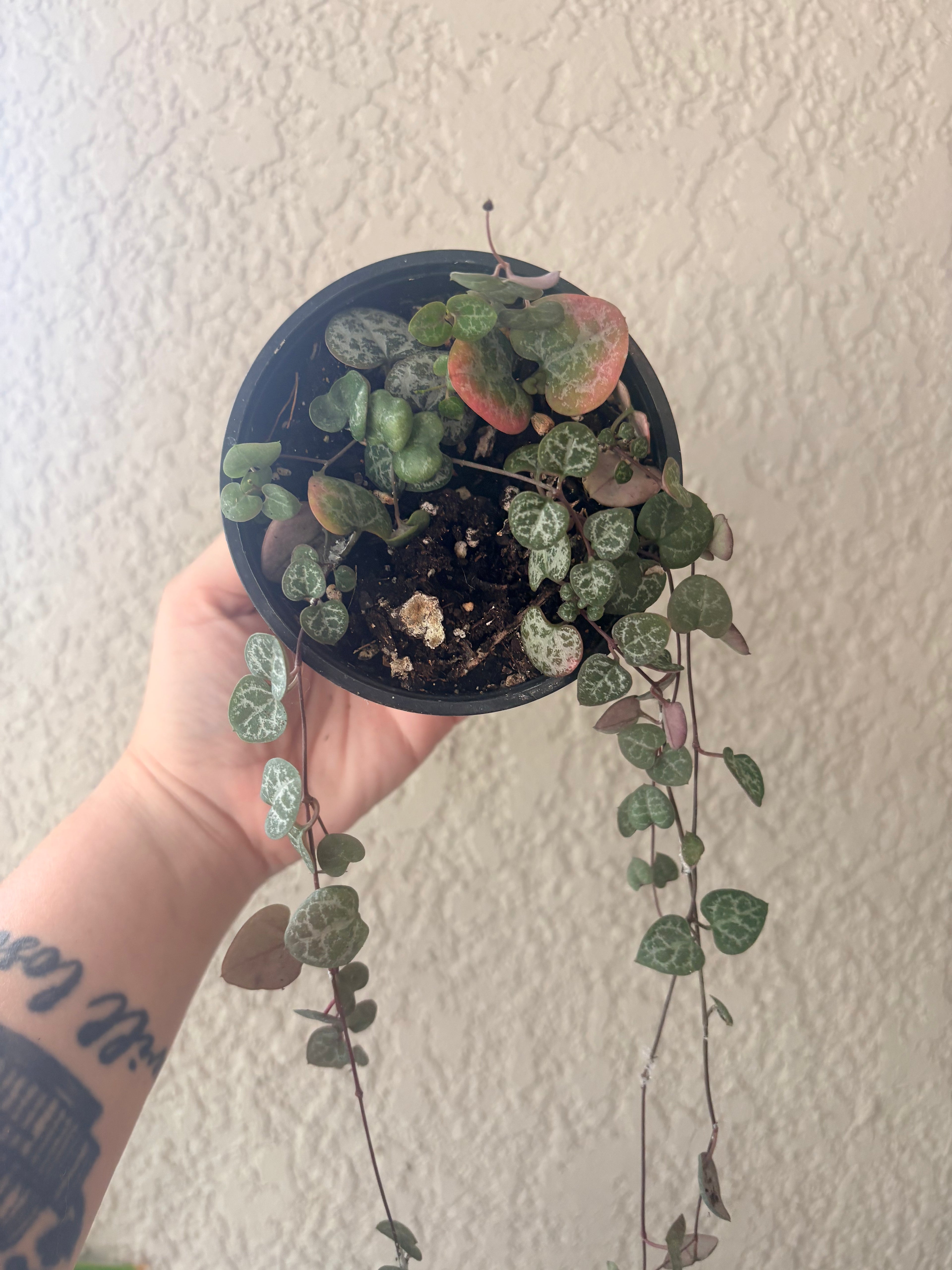 String of Hearts