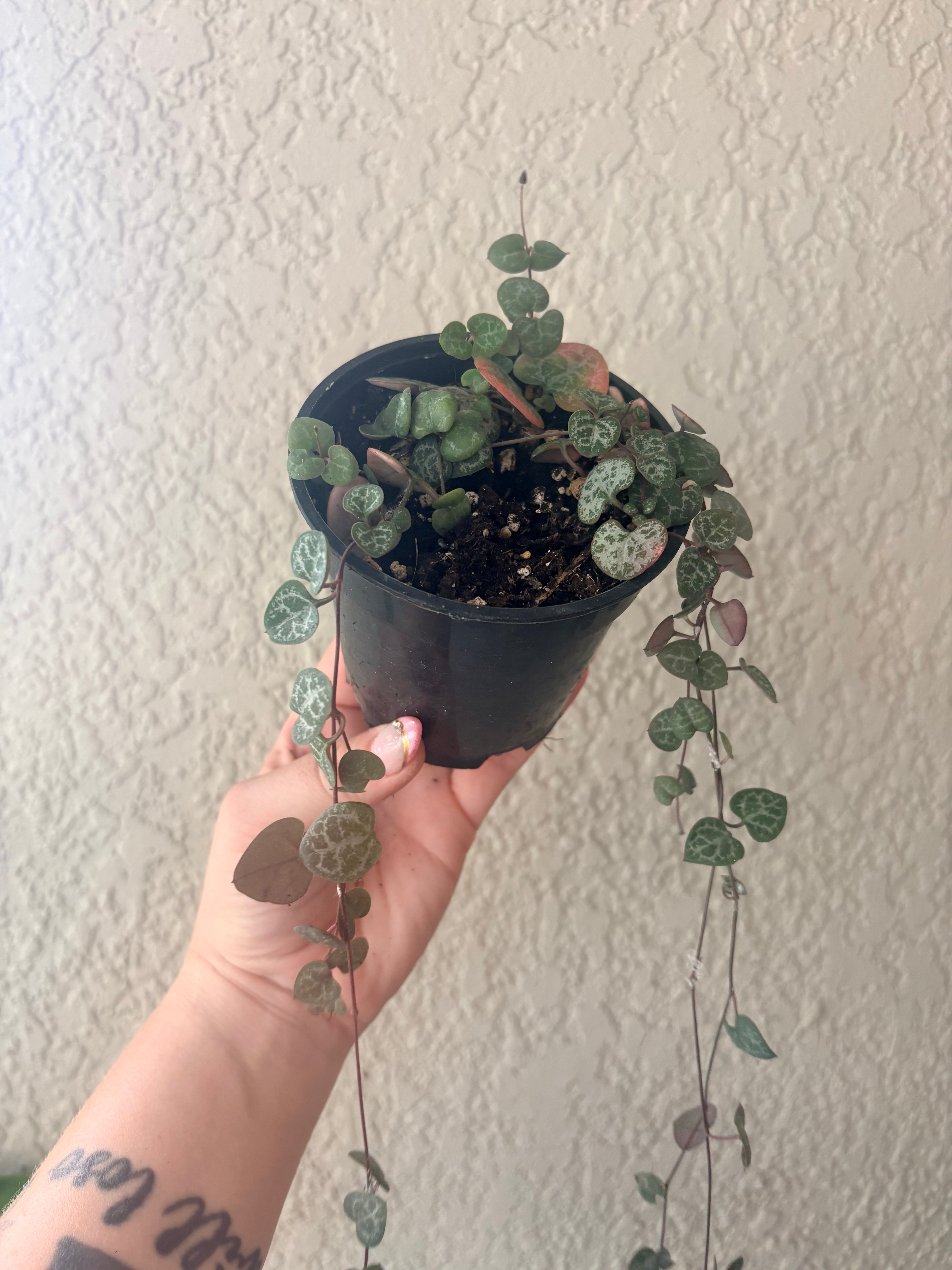 String of Hearts