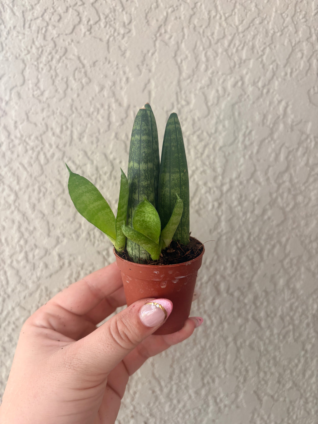 Snake Plant "Starfish"
