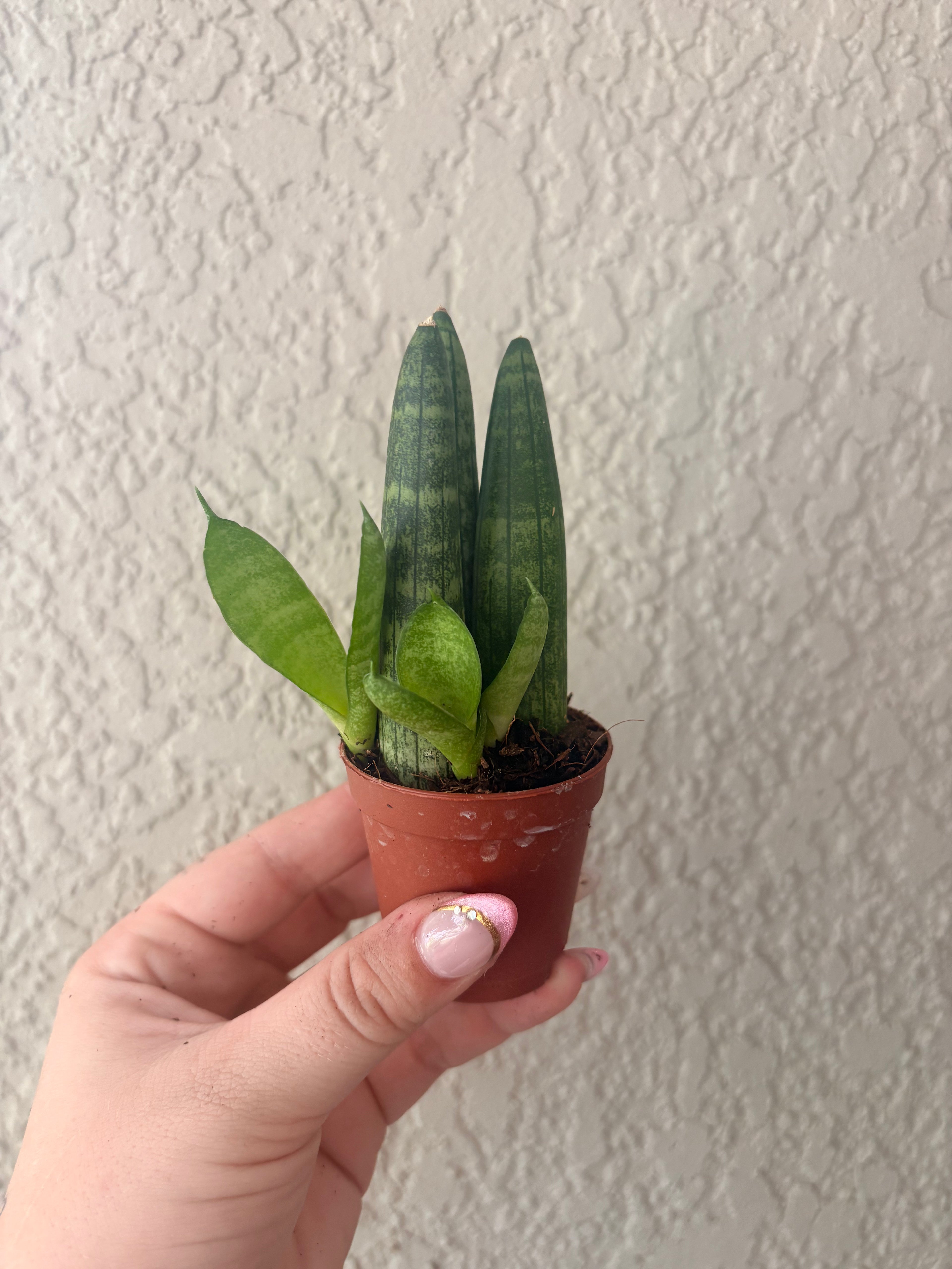 Snake Plant "Starfish"