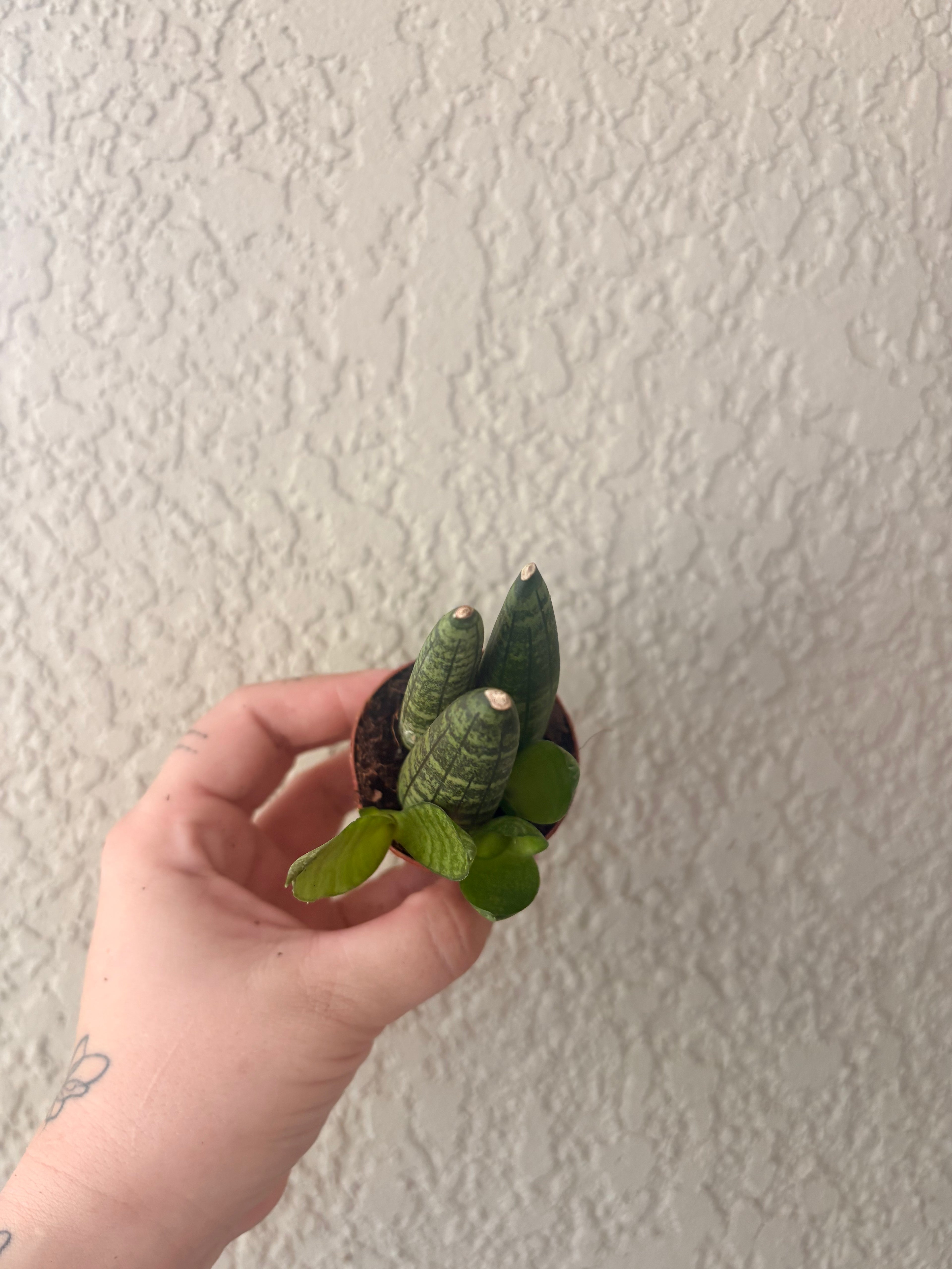 Snake Plant "Starfish"