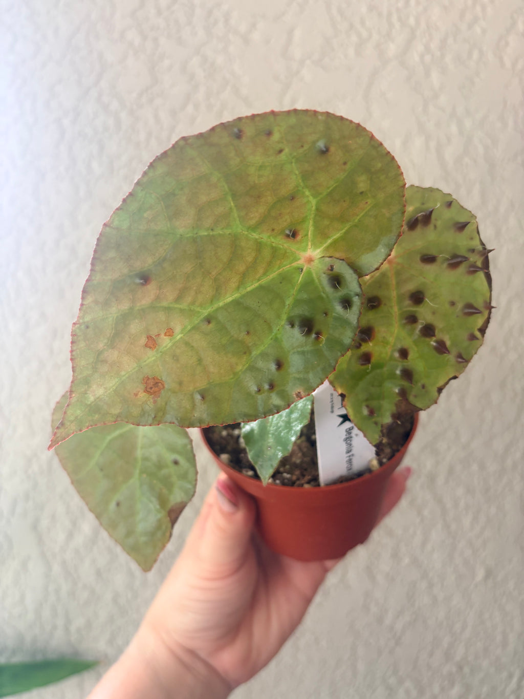 Begonia 'Ferox'