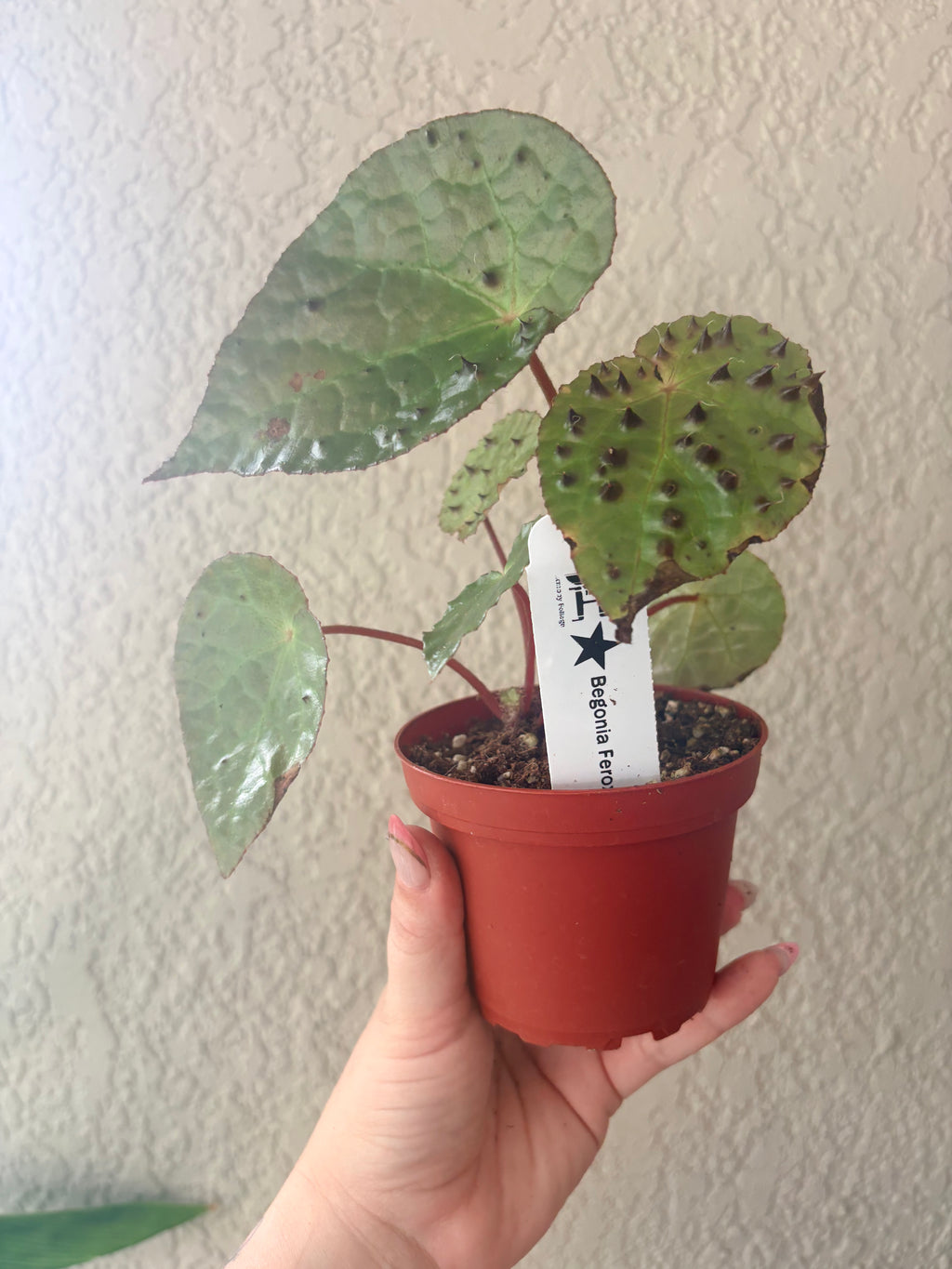 Begonia 'Ferox'