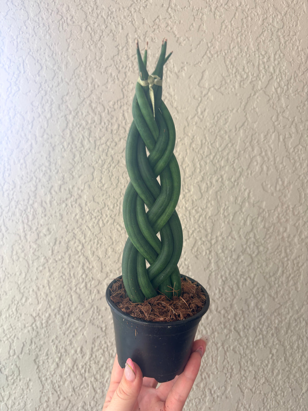 Snake Plant 'Braided'