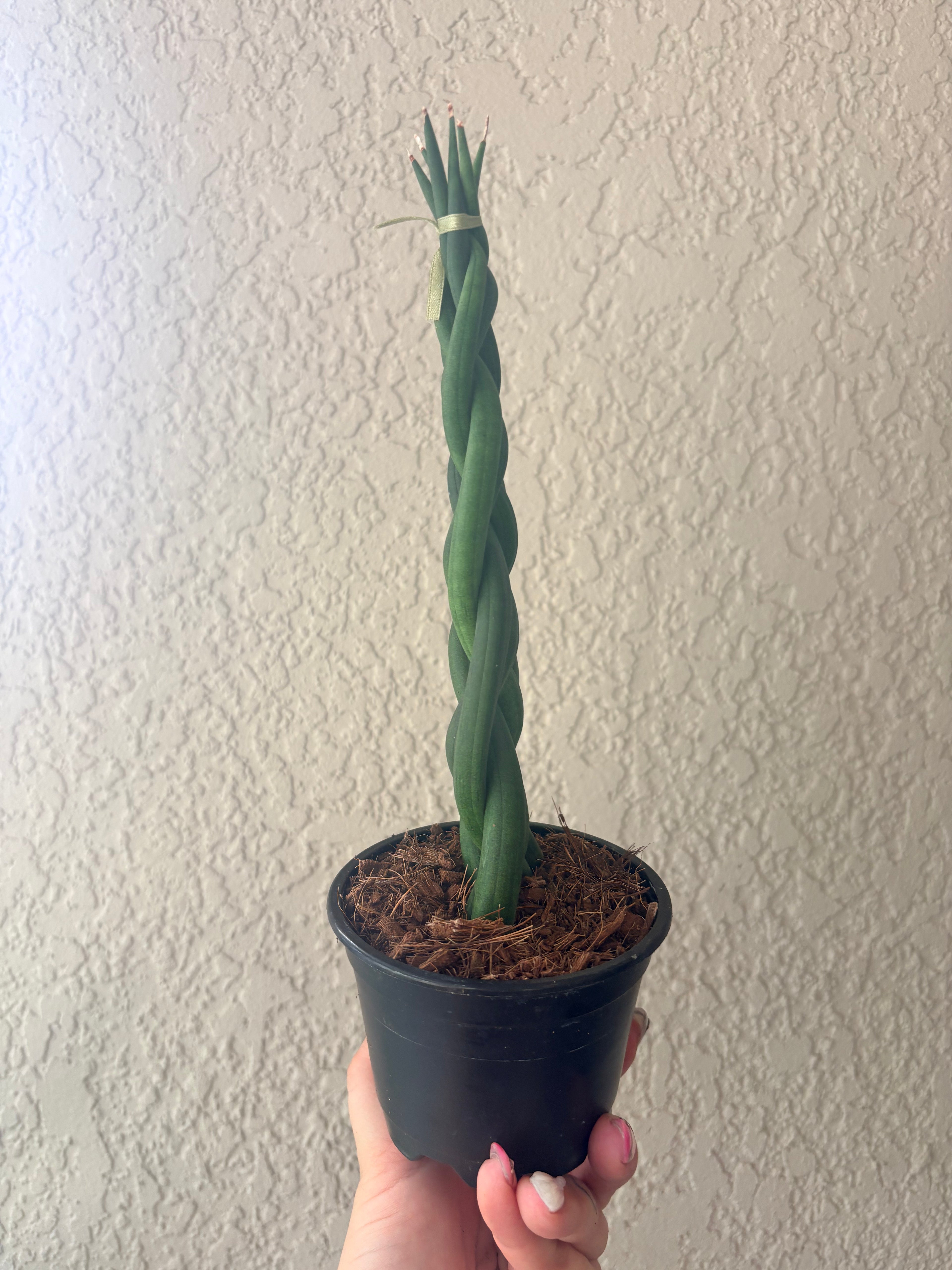 Snake Plant 'Braided'