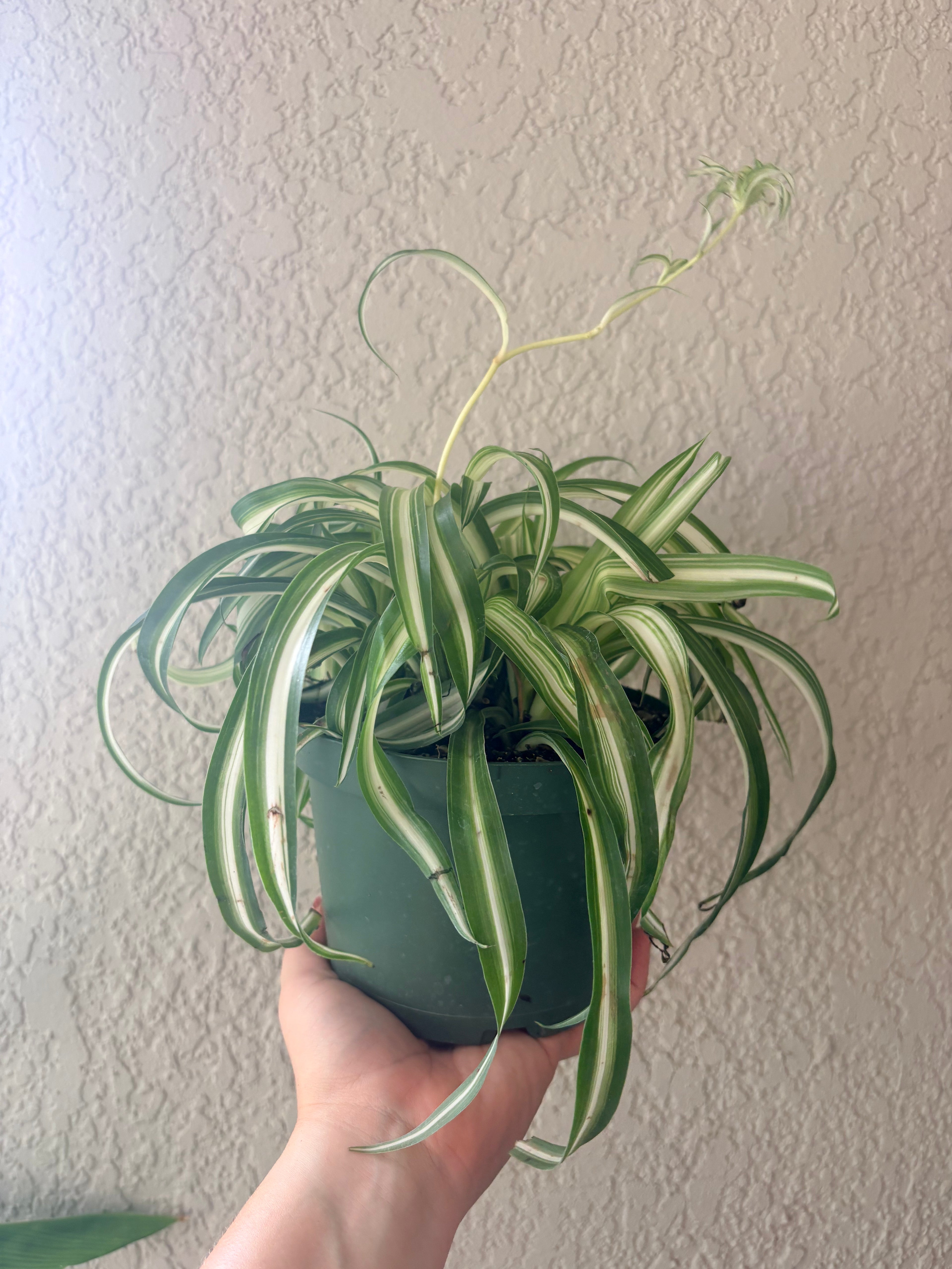 Spider Plant "Bonnie"