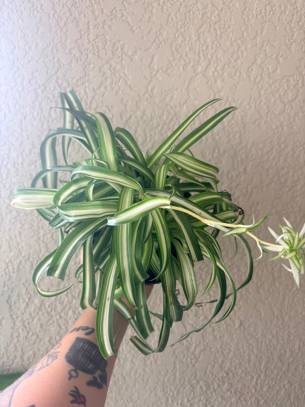 Spider Plant "Bonnie"