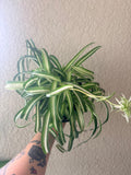 Spider Plant "Bonnie"