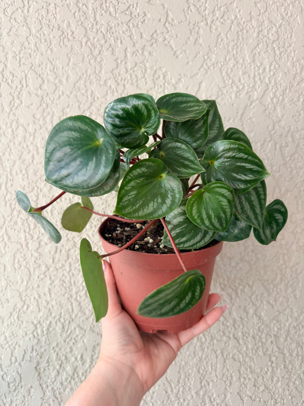 Peperomia Watermelon