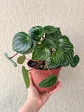 Peperomia Watermelon